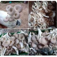 ราคา ก้อนเชื้อเห็ดนางฟ้าภูฐาน ก้อนเชื้อเห็ดนางฟ้า ชุด 20 ก้อน คู่มือเพาะเห็ด (21113052964)