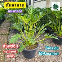 ราคา ต้นซานาดู ฟิโลเดนดรอน ส่งพร้อมกระถางดำ ขนาด 10 นิ้ว ไม้ฟอกอากาศ ดูดสารพิษ พุ่มใหญ่ (24975412061)
