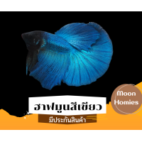 ราคา ปลากัดฮาฟมูนสีเขียว ปลากัดสวยงามหางยาว Green HM มีประกันสินค้า (16427064143)