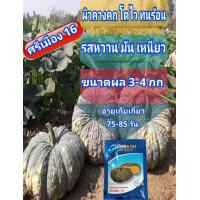 ราคา เมล็ดพันธ์ุฟักทองศรีเมือง 16 ผิวคางคก ขนาดผล 3 4 กิโลกรัม ผลเล็กขนาดพอดี ตราเจียไต๋ ขนาด 20กรัม ส่งฟรี (19985187613)