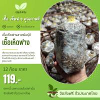 ราคา เชื้อเห็ดฟาง บรรจุ 12 ก้อน แถมฟรี อาหารเสริม 3 ถุง และ คู่มือ (24587488286)