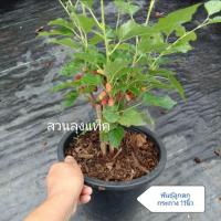 ราคา ต้นหม่อน มัลเบอร์รี่ mulberry หม่อน พันธุ์ลูกดก ให้ผลเร็ว ต้นแข็งแรงในถุงชำ สวนลุงแท็ค (20726296918)