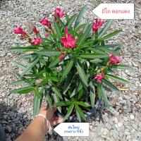 ราคา ยี่โถแคระ ดอกแดง ยี่โถแดง ยี่โถ ต้นยี่โถ ต้นจริงพร้อมดอกในกระถาง สวนลุงแท็ค (15010264798)