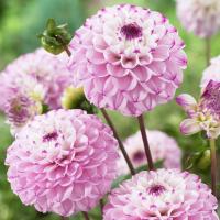ราคา 1 เหง้า ดาห์เลีย Dahlia rhizome ดอกรักเร่ หรือ ดอกรักเเรก ศักดิ์ศรี ความงามสง่าตลอดกาล สายพันธุ์ Dahlia Genova (21095793740)