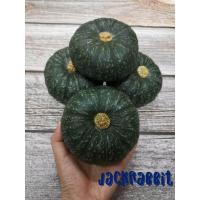 ราคา เก็บสดจากสวน ฟักทองมินิ ฟักทองสังขยา mini ball pumpkin ราคา ถูก ส่ง (21185655652)