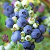 ราคา ต้นบลูเบอรี่ พันธุ์ปลูกในเขตร้อนได้ผลดี ต้นเพาะเนื้อเยื่อ อายุ2 ปี (23044584397)