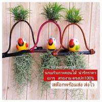 ราคา 1 ชุด 4 อัน ต้นไม้เคราฤาษีแต่งนกแก้ว ขนาด 3 นิ้ว เกาะคอนไม้ งานสวยคุณภาพตรงปก (24446735534)