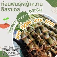 ราคา หญ้าหวานอิสราเอล 300 ท่อน แถมฟรี 50 ท่อน (23004294661)