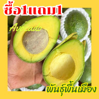 ราคา พร้อมส่ง 1KG อโวคาโด้ avocado อโวคาโด อโวคาโด้ อโวคาโด้สด อโวคาโดสด สดจากไร่ อโวคาโด้ พื้นเมือง อะโวคาโด อะโวคาโด้ อะโวคาโดสด อะโวคาโด้สด เหนียวมันอร่อยมาก อโวคาโดส่งฟรี อโวคาโด้ส่งฟรี เก็บจากสวนทุกวั