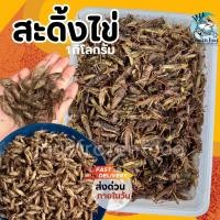 ราคา สะดิ้งไข่ แช่แข็ง 1Kg ส่งด่วนภายในวัน เหมาค่าส่ง ฟรีกล่องโฟม ทุกจังหวัดทั่วไทย (24600356987)