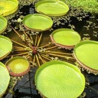 ราคา 5 เม็ด บัววิคตอเรีย เมล็ดพันธุ์ บัว กระด้ง หรือ Victoria water lily Amazon Giant Water Lily Victoria Water Maize (7845187586)