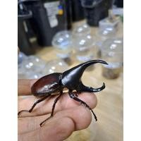 ราคา ด้วงกว่างชนแมลงกว่างแซมสัตว์ เลี้ยงขนาดเล็ก (24567271693)