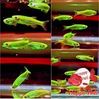 ราคา อาหารสำหรับปลา ปลาม้าลายเรืองแสง เลือกสีได้ เซ็ท10แถม2 มีประกันสินค้า อาหารเสริมสร้างสุขภาพปลา (24508162975)
