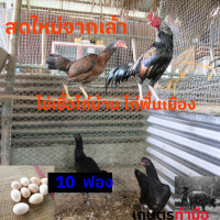 ราคา ไข่เชื้อไก่บ้าน ไก่พื้นเมือง 10 ฟอง ไม่ใช่ไก่ชน อัตราพ่อ แม่พันธุ์ไก่บ้าน ตัวผู้ 1 ตัว ต่อแม่ไก่บ้าน 3 ตัว ไข่เชื้อไก่บ้านเก็บใหม่ทุกวัน (24899936518)