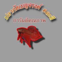 ราคา ปลา กั ด เบญจรงค์ คละสี การันตีคุณภาพ พร้อมส่ง (24721900774)