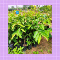 ราคา ต้นใบมันปูพร้อมปลูก แอ้มอร่อย สีเขียว ทนทาน สำหรับสวนและแปลง (20672854467)