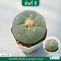 ราคา โลโฟฟริซิไอ Lophophora fricii โลโฟดิฟฟูซ่า Lophophora diffusa ไม้เมล็ด ส่งทั้งกระถาง (15583786345)