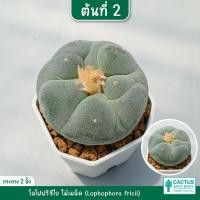 ราคา โลโฟฟริซิไอ Lophophora fricii โลโฟดิฟฟูซ่า Lophophora diffusa ไม้เมล็ด ส่งทั้งกระถาง (15583786339)