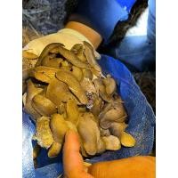 ราคา ทากแมงลิ้นหมาเหยื่อปลาช่อน1บาท (24890281981)