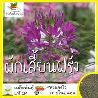 ราคา เมล็ดพันธุ์ ผักเสี้ยน ฝรั่ง 200 เมล็ด Cleome spinosa เมล็ดพันธุ์แท้ นำเข้าจากต่างประเทศ ปลูกผัก สวนครัว ถูกดี เพาะง่าย (4676120408)