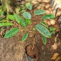 ราคา ต้นทุเรียนสายพันธุ์เม็ดในยายปรางหรือนกกระจิบ (3236290684)