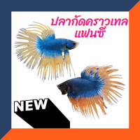 ราคา ปลากัดหางหนาม คราวเทล หางมงกุฎ แฟนซี เพศผู้ ปลากัดสวยงาม มีประกันสินค้า (16861406564)