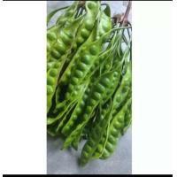 ราคา สะตอใต้ สะตอพัทลุงแพคละ20ฝัก (19501275439)