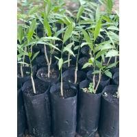 ราคา จัดโปรพิเศษ ต้นกล้าผักหวานป่าสีทอง ชุด 10 ถุง (22814888445)