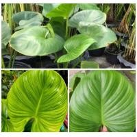 ราคา แถมเมล็ดสักทองฟรี ขายยกกระถางคุ้มกว่า พัดโบกริ้วทอง1กระถางจะมี 4ต้นขึ้นไป ปกติจะแยกขายต้นละ85บาท สูง80 90 ซ ม ต้นสวยมาก มีหลายใบ (20694113340)