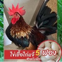 ราคา ไข่เชื้อไก่แจ้ขาสั้น 5 ฟอง สำหรับฟัก (24607733816)