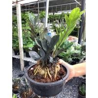 ราคา ต้นกวักมรกตดำ กวักมรกตดำ กวักมรกต ต้นกวักมรกต กวักดำ กวักดำโขด ขนาดกระถาง 8 นิ้ว กวักมรกตดำโขด ต้นกวักมรกตดำ (20716708071)