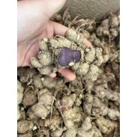 ราคา กระชายดำสำหรับปลูก1กิโล 199 บาท (19491413911)