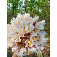 ราคา ดอกกระเจียวขาวป่า หัวดอกดิน พันธุ์ดอกกระเจียว ถูกทึ่สุดในตอนนี้ สรรพคุณทางยามากมายว่านดอกกระเจียว เป็นของคุณนะ (21919493084)