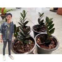 ราคา ความสวยเกิน1 0 0 ต้นกวักมรกตดำ กระถาง 6 5 นิ้ว zamioculcas zamiifolia black สูง15 25 cm กวักดำ กวักนิลต้นไม้มงคล โขดสวย ไม้ฟอกอากาศ เสริมโชคลาภฟอร์มสวยทุกต้น (17810915254)