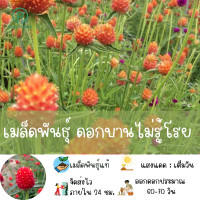 ราคา เมล็ดพันธุ์ ดอกบานไม่รู้โรย Gomphrena globosa 50 เมล็ด ปลูกง่าย ปลูกได้ทั่วไทย (15741505944)