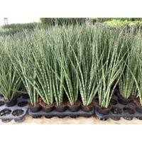 ราคา ลิ้นมังกร ว่านหางเสือ ว่านพญานาคราช ต้นลิ้นมังกร จาวานิก้า (19171060091)