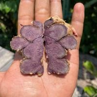 ราคา กระชายดำ 1 กิโล 199 (19527331753)