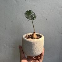 ราคา ต้นปรงป่า Cycad ไม้โขดต้นปรง จัดส่งเป็นหัว สำหรับคนรักไม้โขด ตกแต่งสวน แบบมินิมอล โต๊ะทำงาน ร้านคาเฟ่ ไม้ปรง (19203126143)