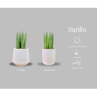 ราคา ต้นไม้ฟอกอากาศพร้อมกระถาง และจานรอง เหมาะสำหรับตั้งในห้องนอน กวักมรกต ว่านงาช้าง ลิ้นมังกรแคระ (21386841060)