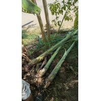 ราคา หน่อกล้วยเทพพนม ของแท้100 (8612402284)