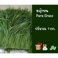 ราคา หญ้าขนสด 1 kg ตัดเฉพาะยอดอ่อน สำหรับสัตว์ฟันแทะ หญ้าขนสด 1 kg สำหรับกระต่าย หนูแกสบี้ เต่า แฮมสเตอร์ และสัตว์ฟันแทะ (24483902752)
