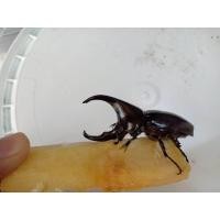 ราคา กว่างชน ด้วงกว่างสัตว์เลี้ยงขนาดเล็ก (24561013433)