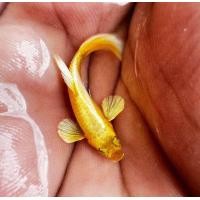 ราคา ปลาหางนกยูง ฟลูโกล ยอดนิยมบ่อบัว ตู้ มีตัวเลือกในตัวสินค้า เลี้ยงง่ายโตไว พร้อม อาหารปลากินได้ทั้ง ปลาหางนกยูง ปลาสอด ปลาบอลลูน และ ปลาสวยงามทุกชนิด ฟรีทุกออเดอร์ (24981875865)