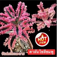 ราคา ต้นเศรษฐีพันล้าน จัดโปรโมชั่น ต้นคาลันโช ส่งต้นที่ชมพูแล้วทุกต้น ต้นไม้มงคล ต้นคว่ำตายหงายเป็น ไม้อวบน้ำ (13329492310)