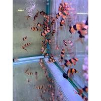 ราคา อุปกรณ์สำหรับตกแต่งตู้ปลา หมูอินโด (24443546075)