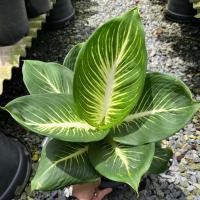 ราคา ต้นบารมีเศรษฐี ต้นบารมีรัตนโกสินทร์ ต้นเสริมบารมี Dieffenbachia (24666483513)