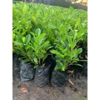 ราคา ไทรเกาหลี ต้นละ 3 70 บาท ชุดละ40ต้น แถม 2 ต้น ชุด ค่าส่งถูกทักแชทนะคะ ต้นไทรเกาหลี สวยมาก (15085804003)