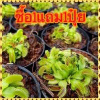 ราคา ต้นกาบหอยแครง ต้นไม้กินแมลง (24610050234)