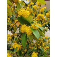 ราคา ต้นรวงผึ้งเสียบยอด ขนาด 40 ซม (853508656)