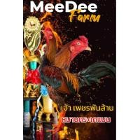 ราคา ไข่ไก่ชนพม่า ไข่เชื้อ เจ้าเพชรพันล้าน แข้งหน้าจัด หัวดิ้นจับหัวยาก แม่นคมพิเศษ (24596346218)